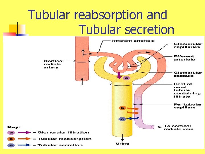 Tubular reabsorption and Tubular secretion 