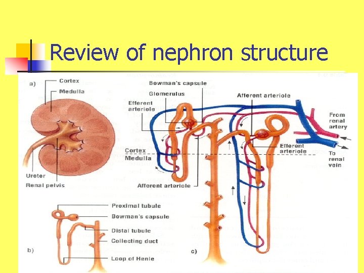 Review of nephron structure 
