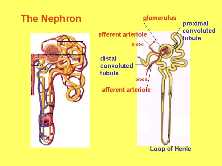 The Nephron glomerulus efferent arteriole proximal convoluted tubule blood distal convoluted tubule blood afferent