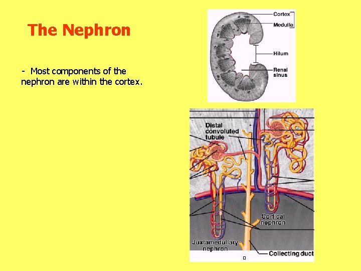 The Nephron - Most components of the nephron are within the cortex. 