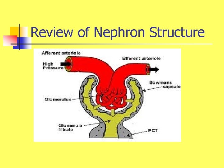 Review of Nephron Structure 