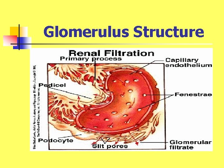 Glomerulus Structure 