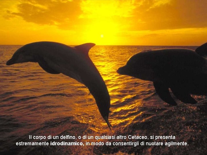 Il corpo di un delfino, o di un qualsiasi altro Cetaceo, si presenta estremamente