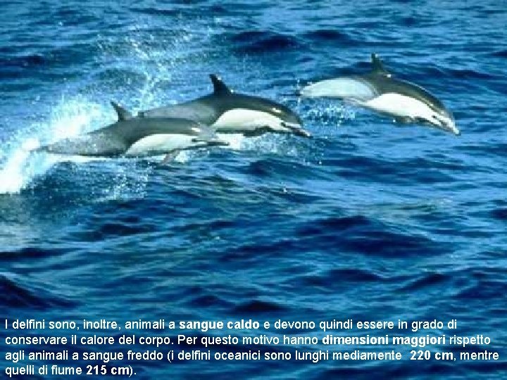 I delfini sono, inoltre, animali a sangue caldo e devono quindi essere in grado