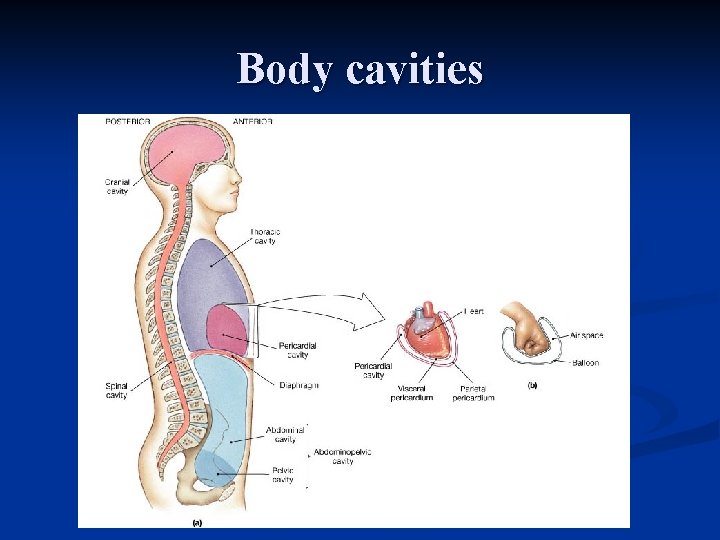 Body cavities Body cavities