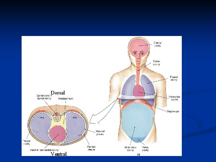 Dorsal Ventral Dorsal Ventral