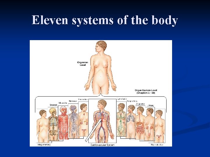 Eleven systems of the body Eleven systems of the body