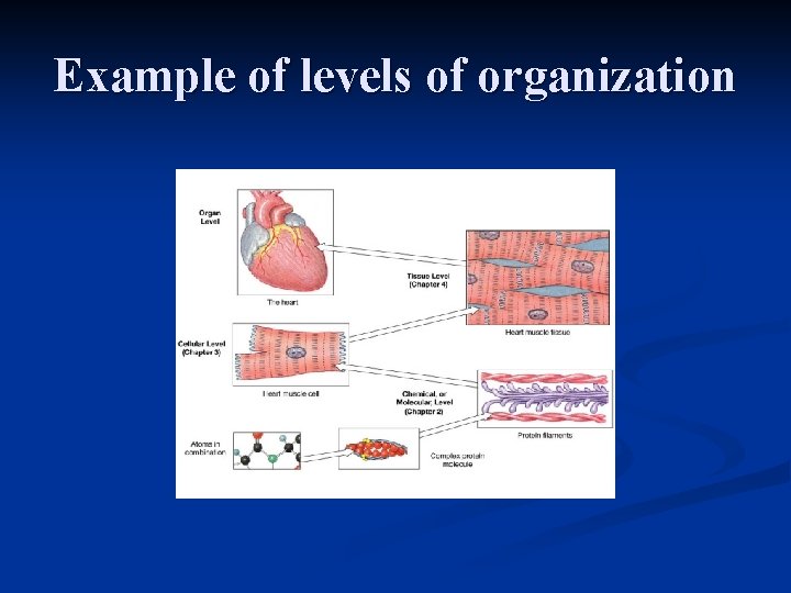 Example of levels of organization Example of levels of organization