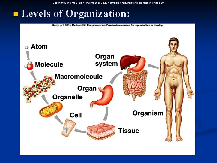 Copyright The Mc. Graw-Hill Companies, Inc. Permission required for reproduction or display. n Levels Copyright The Mc. Graw-Hill Companies, Inc. Permission required for reproduction or display. n Levels