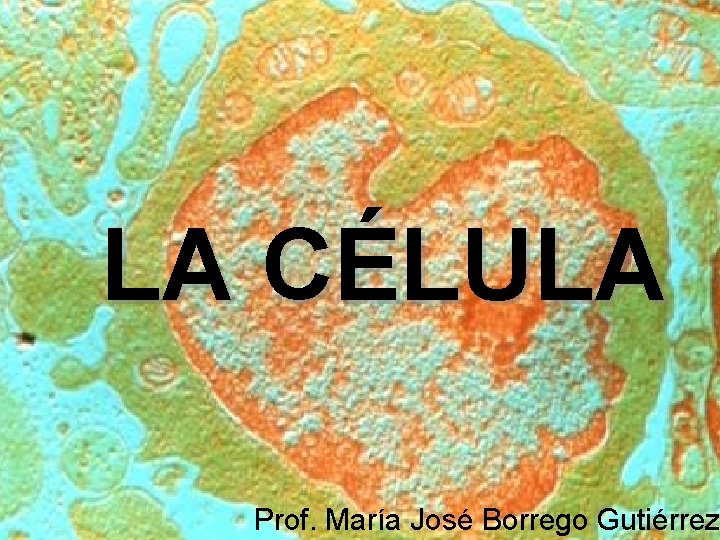 LA CÉLULA Prof. María José Borrego Gutiérrez 