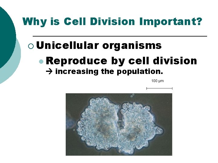 Chromosomes AP Biology Ms Day RECALL DNA RNA