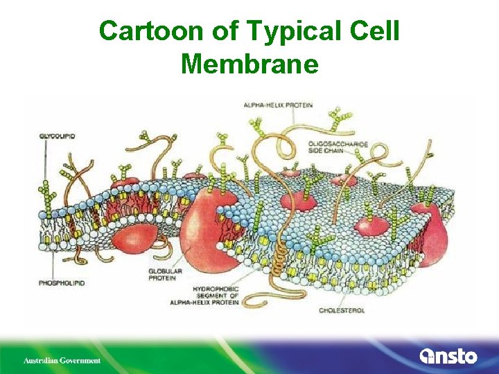 Cartoon of Typical Cell Membrane 