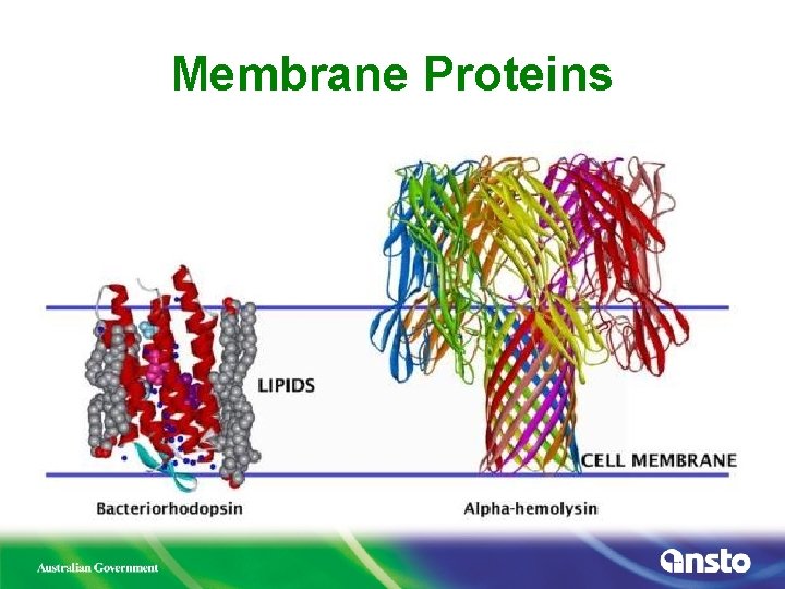 Membrane Proteins 