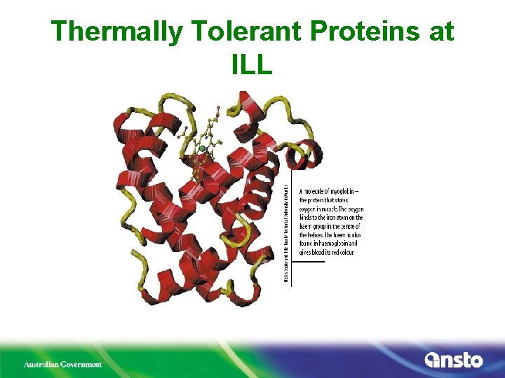 Thermally Tolerant Proteins at ILL 