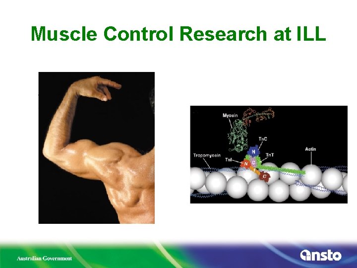 Muscle Control Research at ILL 
