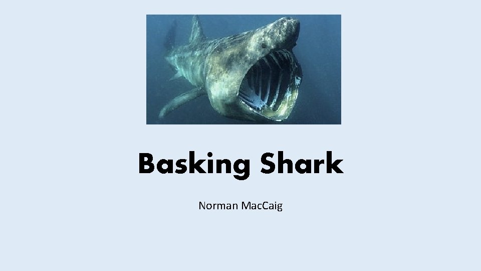 Basking Shark Norman Mac. Caig 