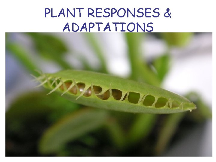 PLANT RESPONSES & ADAPTATIONS 