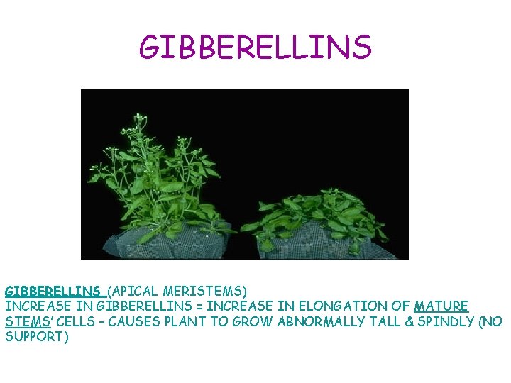 GIBBERELLINS (APICAL MERISTEMS) INCREASE IN GIBBERELLINS = INCREASE IN ELONGATION OF MATURE STEMS’ CELLS