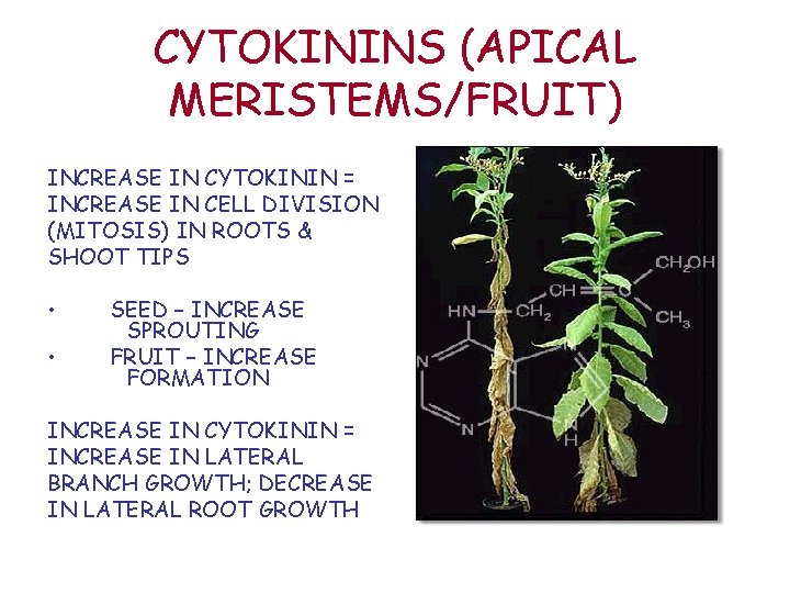 CYTOKININS (APICAL MERISTEMS/FRUIT) INCREASE IN CYTOKININ = INCREASE IN CELL DIVISION (MITOSIS) IN ROOTS