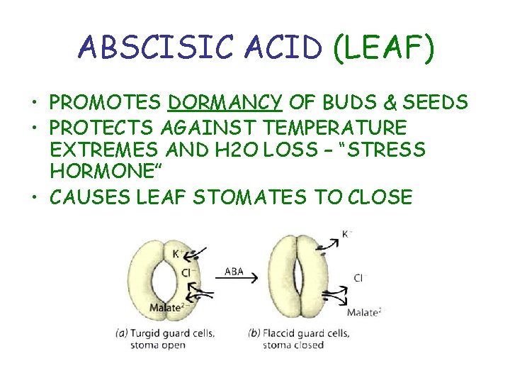 ABSCISIC ACID (LEAF) • PROMOTES DORMANCY OF BUDS & SEEDS • PROTECTS AGAINST TEMPERATURE