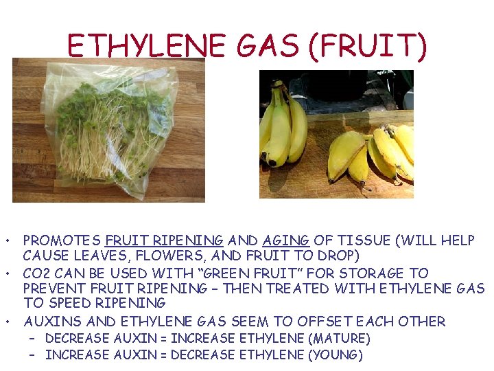 ETHYLENE GAS (FRUIT) • PROMOTES FRUIT RIPENING AND AGING OF TISSUE (WILL HELP CAUSE