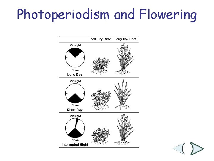 Photoperiodism and Flowering Section 25 -2 Short-Day Plant Midnight Noon Long Day Midnight Noon