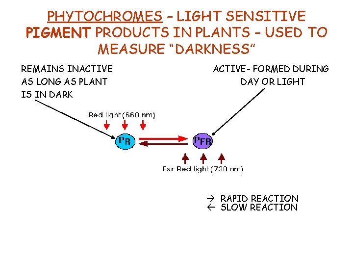 PHYTOCHROMES – LIGHT SENSITIVE PIGMENT PRODUCTS IN PLANTS – USED TO MEASURE “DARKNESS” REMAINS