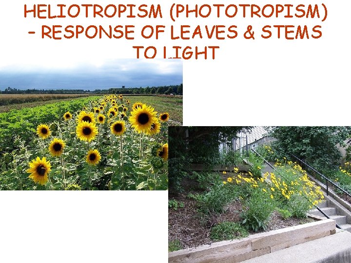 HELIOTROPISM (PHOTOTROPISM) – RESPONSE OF LEAVES & STEMS TO LIGHT 