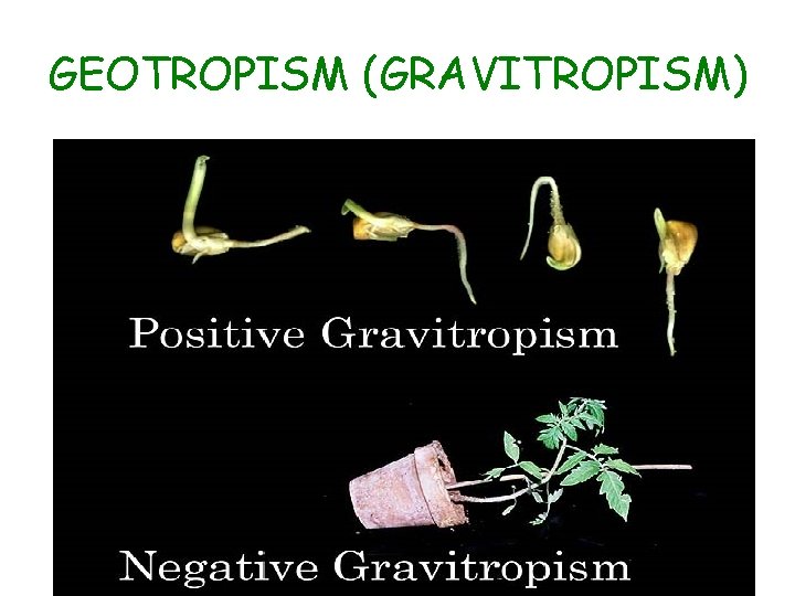 GEOTROPISM (GRAVITROPISM) 