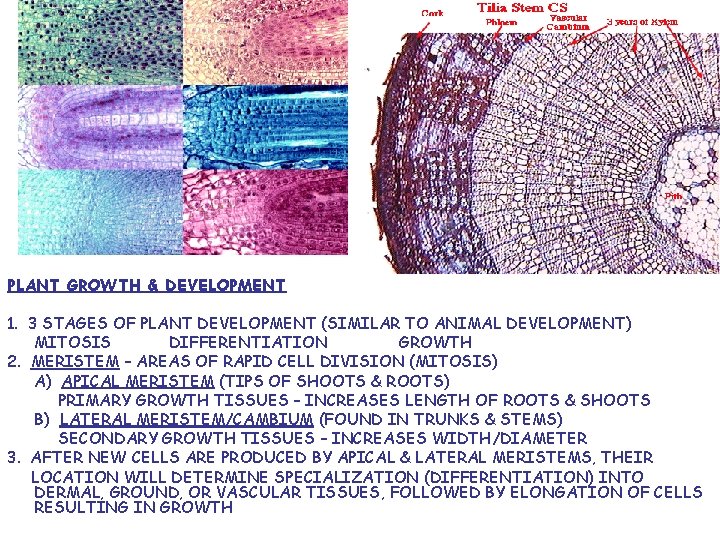 PLANT GROWTH & DEVELOPMENT 1. 3 STAGES OF PLANT DEVELOPMENT (SIMILAR TO ANIMAL DEVELOPMENT)