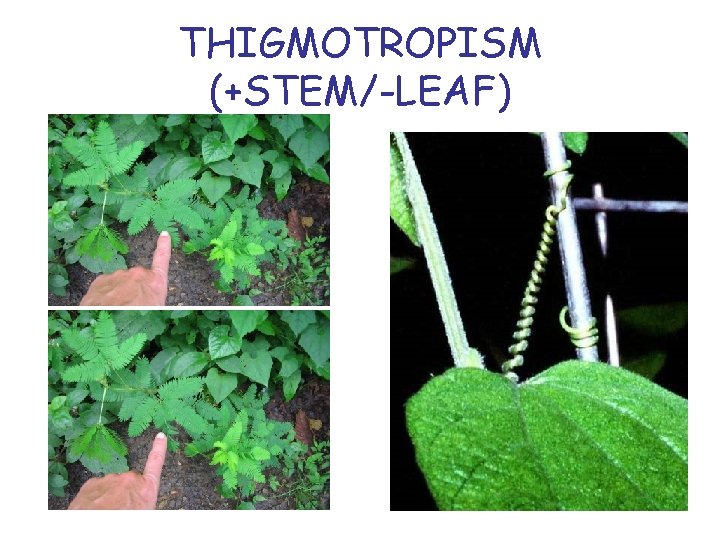 THIGMOTROPISM (+STEM/-LEAF) 