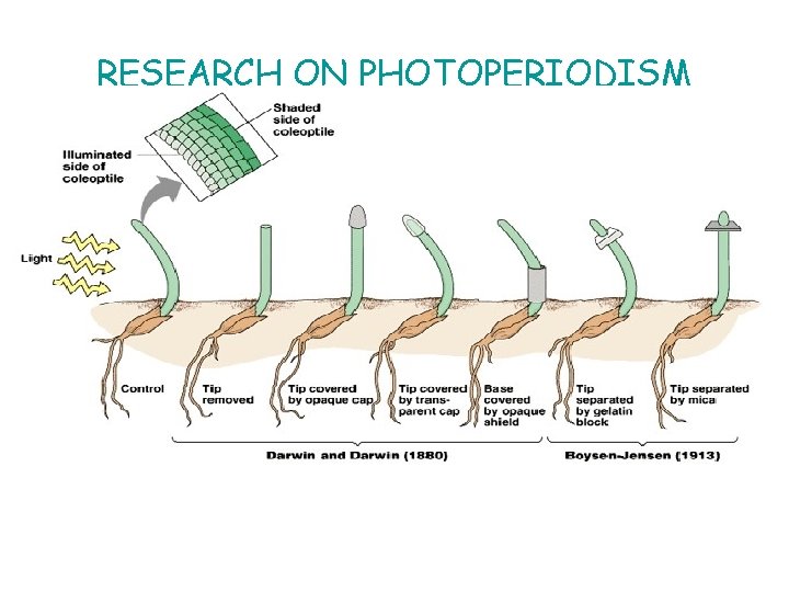 RESEARCH ON PHOTOPERIODISM 