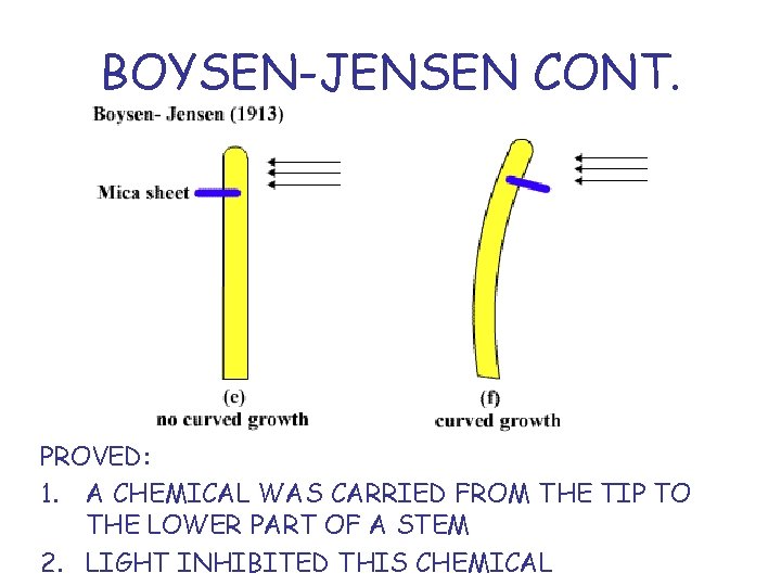 BOYSEN-JENSEN CONT. PROVED: 1. A CHEMICAL WAS CARRIED FROM THE TIP TO THE LOWER