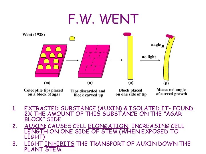 F. W. WENT 1. 2. 3. EXTRACTED SUBSTANCE (AUXIN) & ISOLATED IT- FOUND 2