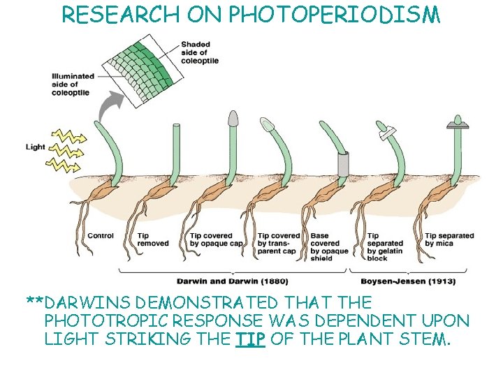 RESEARCH ON PHOTOPERIODISM **DARWINS DEMONSTRATED THAT THE PHOTOTROPIC RESPONSE WAS DEPENDENT UPON LIGHT STRIKING