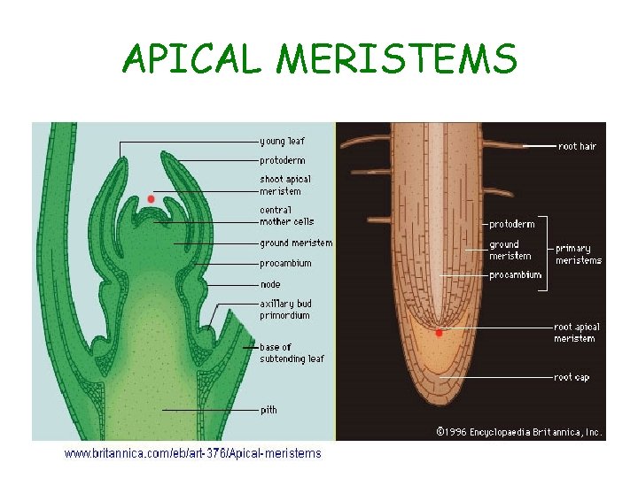APICAL MERISTEMS APICAL MERISTEMS