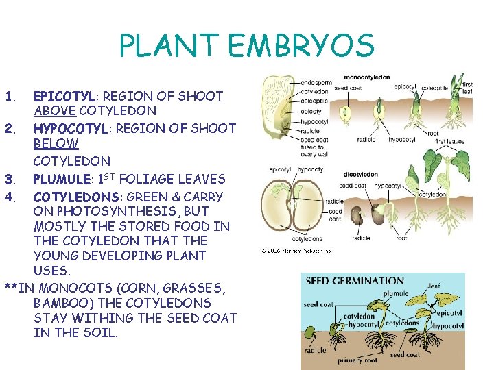 PLANT EMBRYOS 1. EPICOTYL: REGION OF SHOOT ABOVE COTYLEDON 2. HYPOCOTYL: REGION OF SHOOT