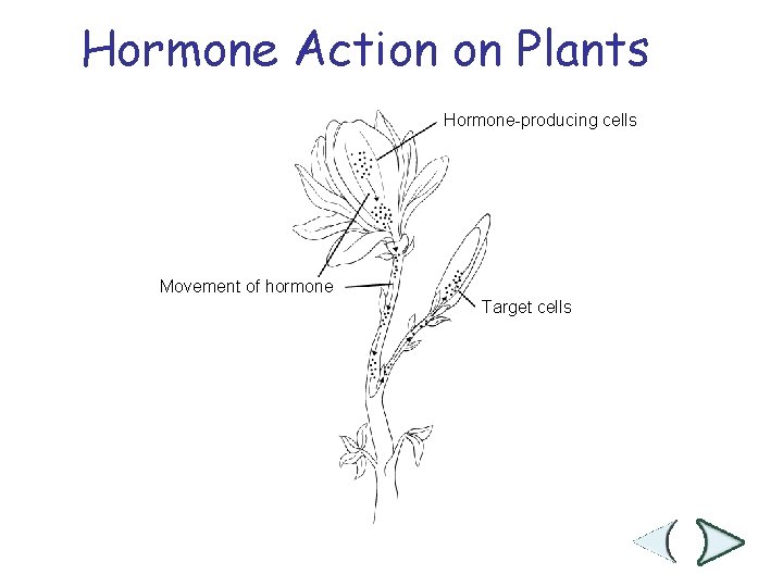 Hormone Action on Plants Section 25 -1 Hormone-producing cells Movement of hormone Target cells