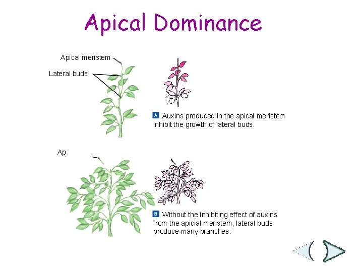 Section 25 -1 Apical Dominance Apical meristem Lateral buds Auxins produced in the apical