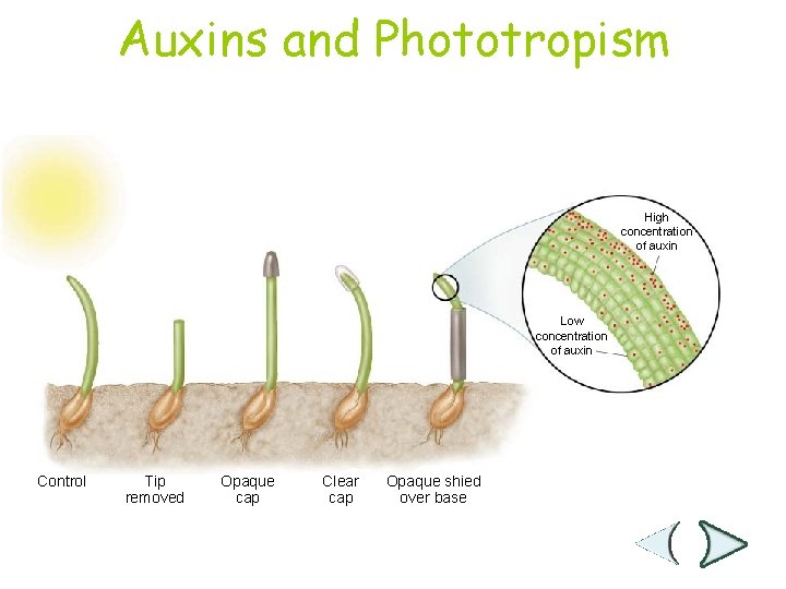 Auxins and Phototropism Section 25 -1 High concentration of auxin Low concentration of auxin