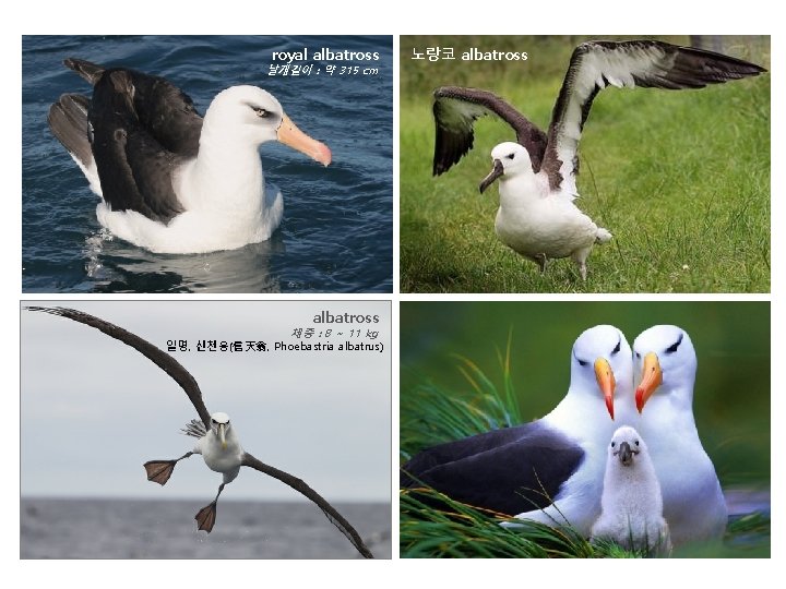 royal albatross 날개길이 : 약 315 cm albatross 체중 : 8 ~ 11 kg