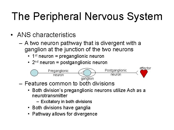 The Peripheral Nervous System • ANS characteristics – A two neuron pathway that is
