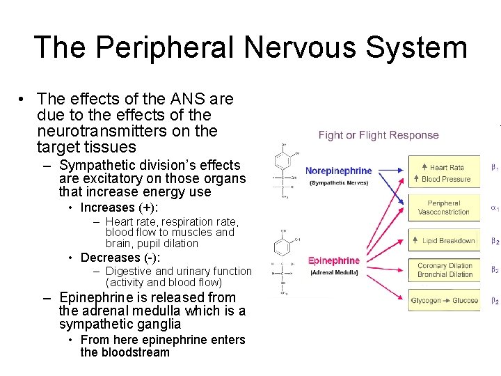 The Peripheral Nervous System • The effects of the ANS are due to the