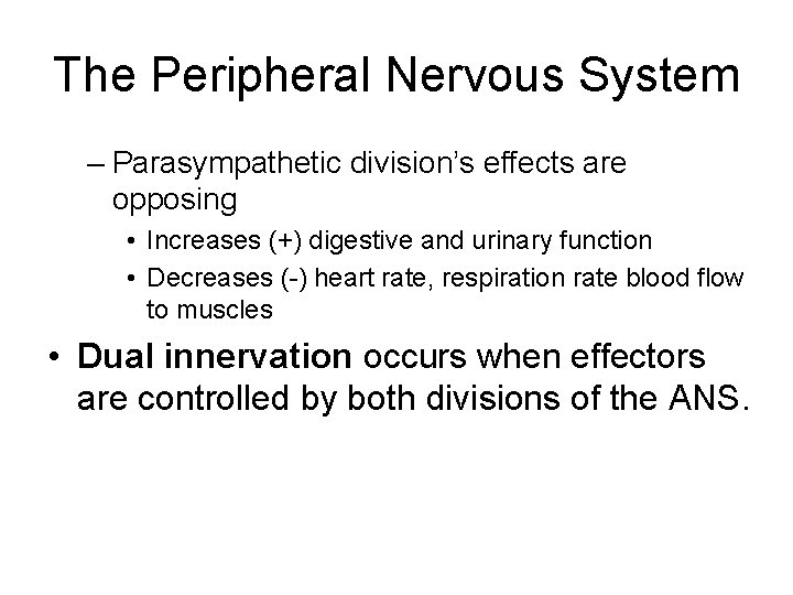 The Peripheral Nervous System – Parasympathetic division’s effects are opposing • Increases (+) digestive