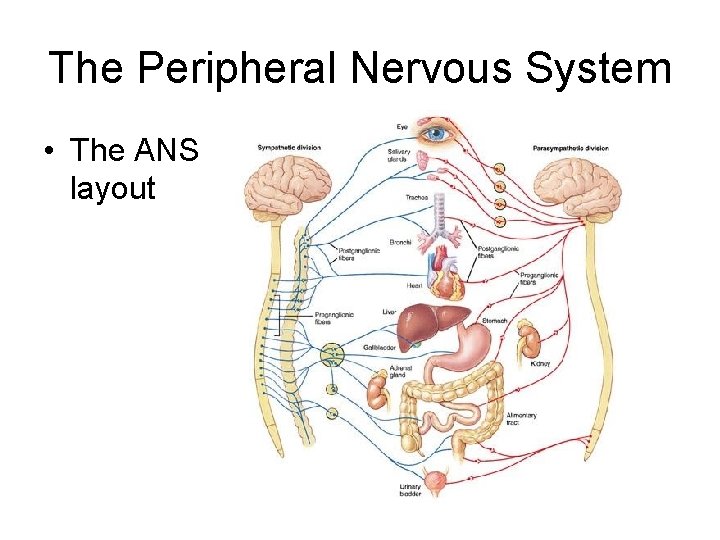 The Peripheral Nervous System • The ANS layout 
