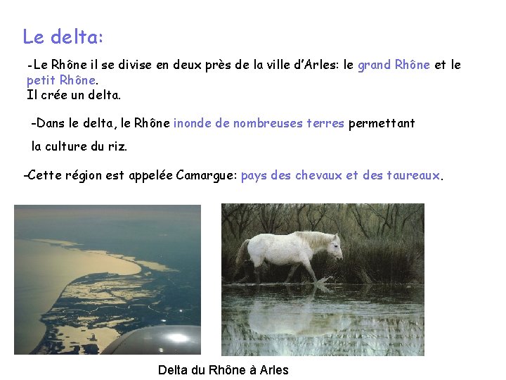 Le delta: -Le Rhône il se divise en deux près de la ville d’Arles: