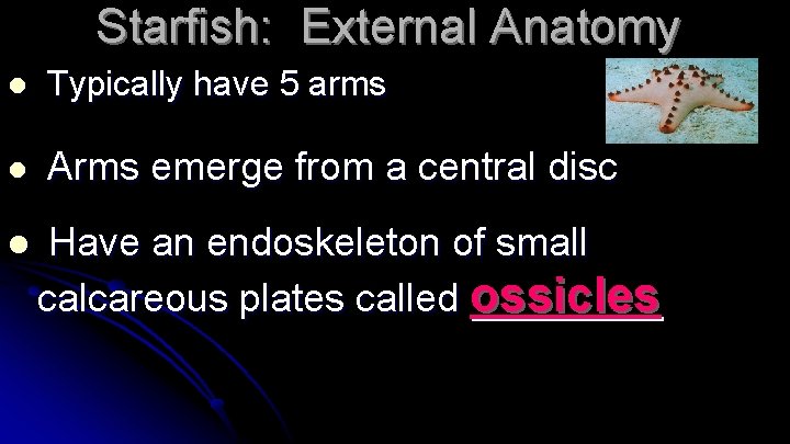 Starfish: External Anatomy l Typically have 5 arms l Arms emerge from a central