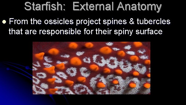 Starfish: External Anatomy l From the ossicles project spines & tubercles that are responsible