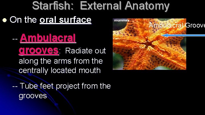 Starfish: External Anatomy l On the oral surface -- Ambulacral grooves: Radiate out along