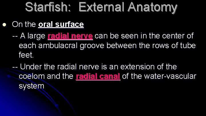 Starfish: External Anatomy l On the oral surface -- A large radial nerve can